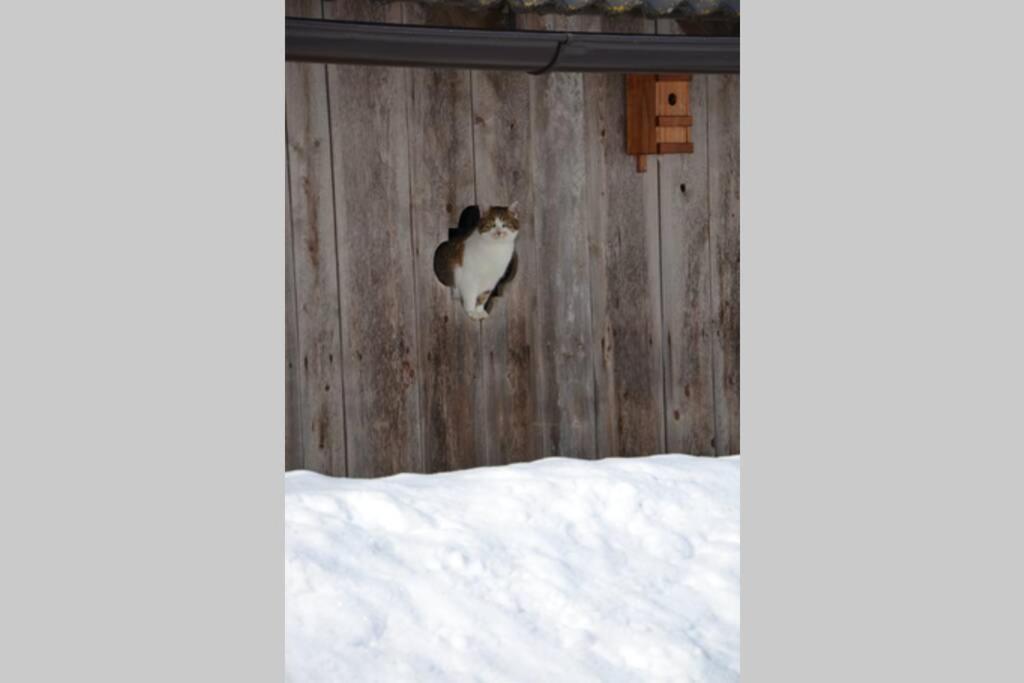 Charmantes Gästehaus am Waldrand in alpiner Lage Siehe auch zweites Objekt Gästewohnung in altem Bauernhaus Stanz Im Murztal Exterior foto